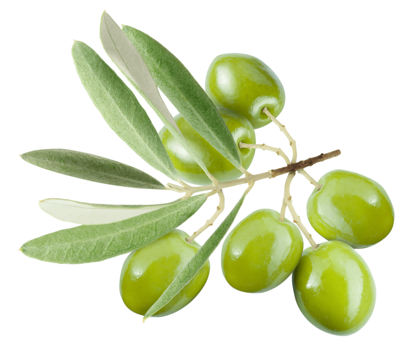 oliivilehe ekstrakt - fit360.ee